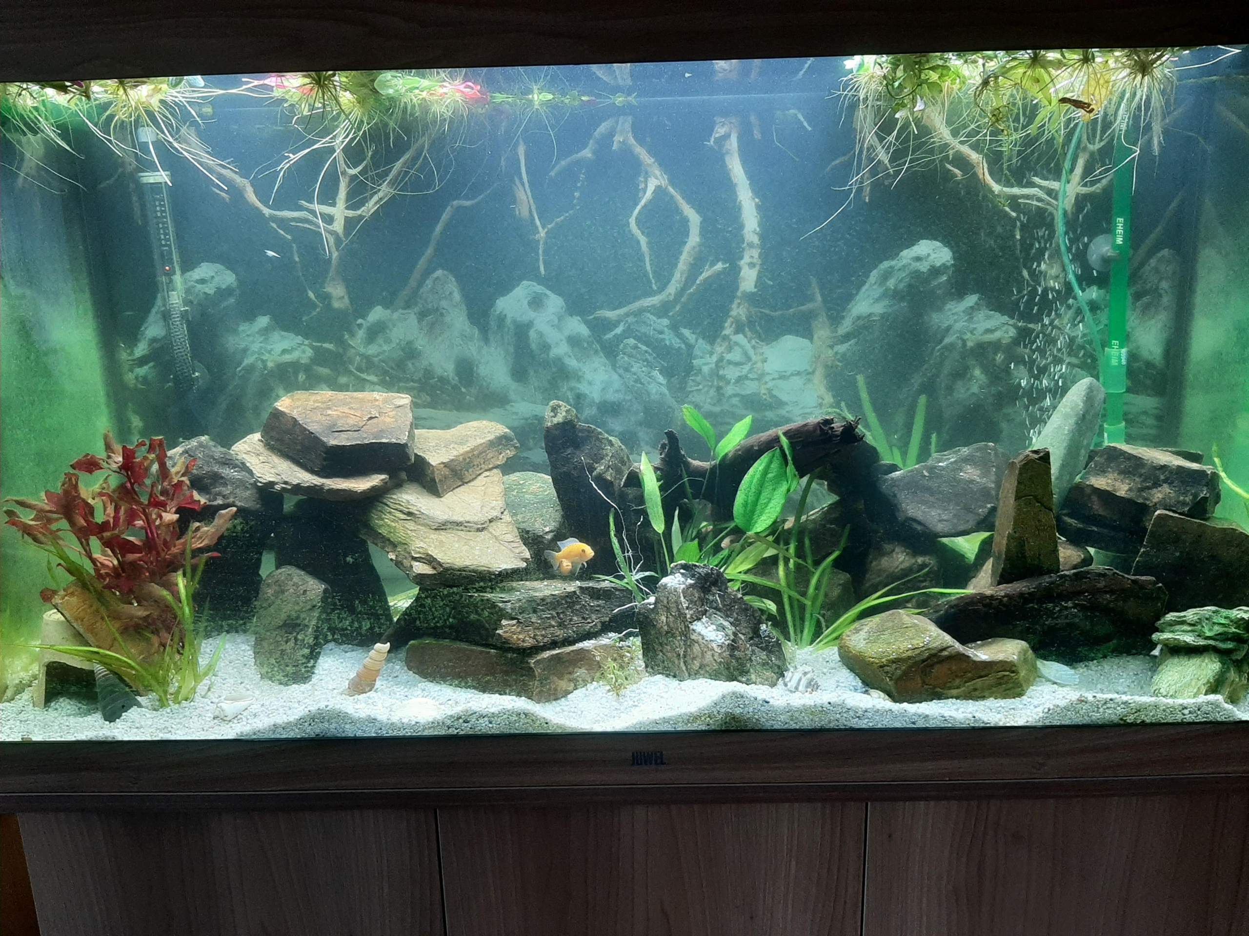 Holfe mein Aquarium ist trüb? (Wasser, Fische, truebeswasser)