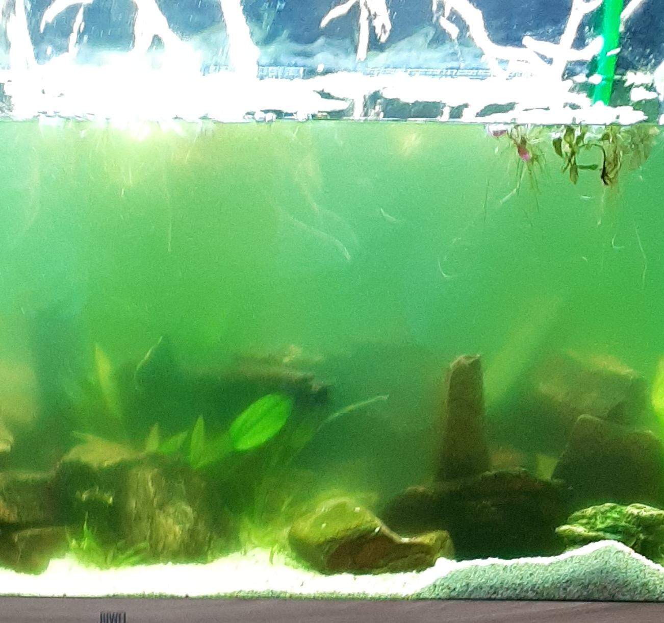 Holfe mein Aquarium ist trüb? (Wasser, Fische, truebeswasser)