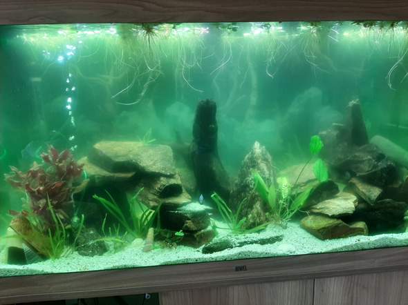 Aquarium trüb trotz Wasserwechsel? (Fische, Aquaristik