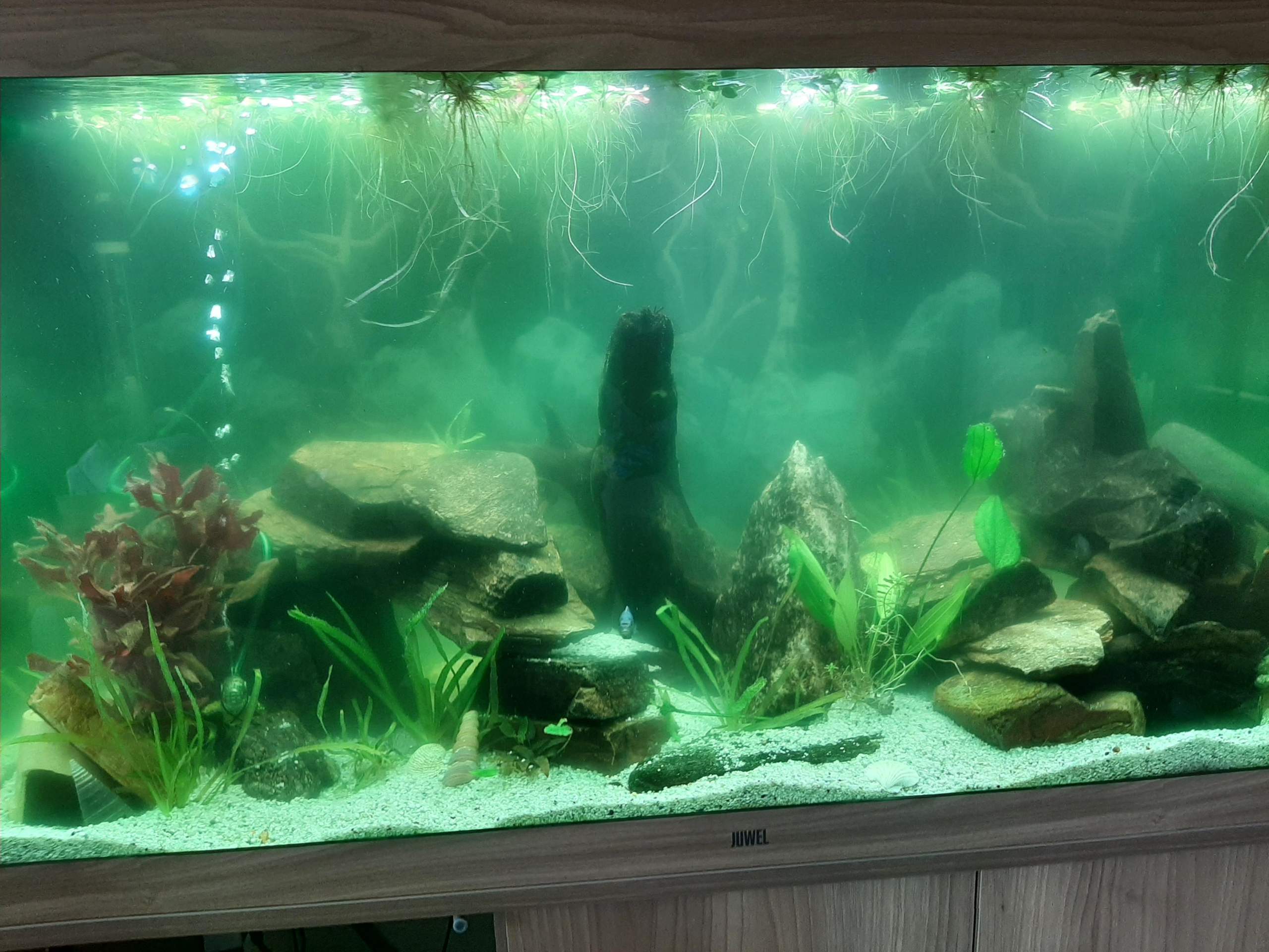 Holfe mein Aquarium ist trüb? (Wasser, Fische, truebeswasser)