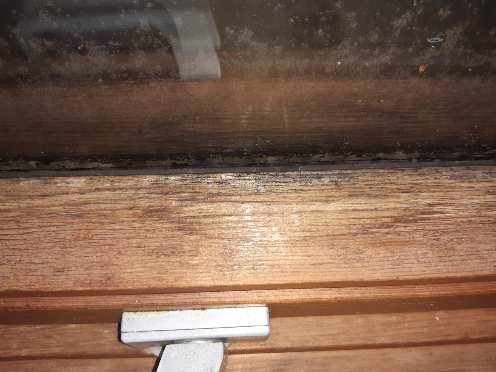 Holz Schwarze Verfarbung Ist Das Schimmel Was Tun Hausmeister Schimmelbefall Schreinerei