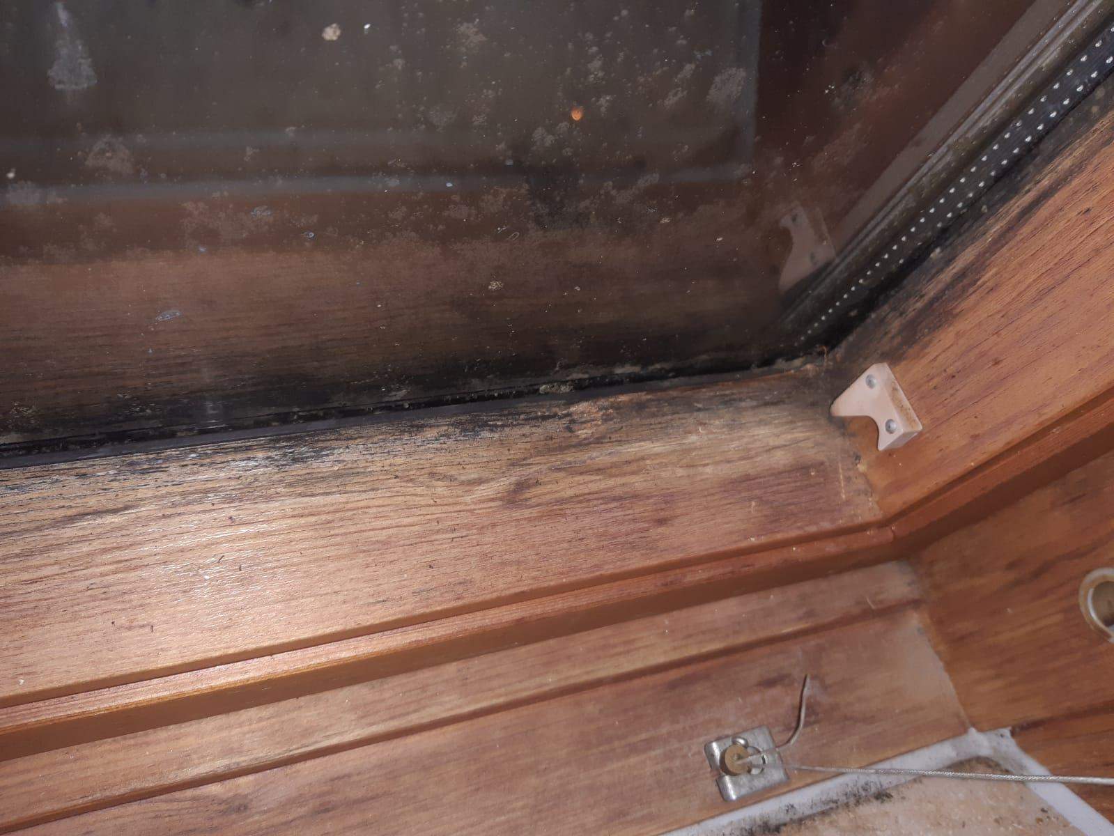 Holz Schwarze Verfärbung ist das Schimmel, was tun? (Schimmelbefall, Hausmeister, schreinerei)