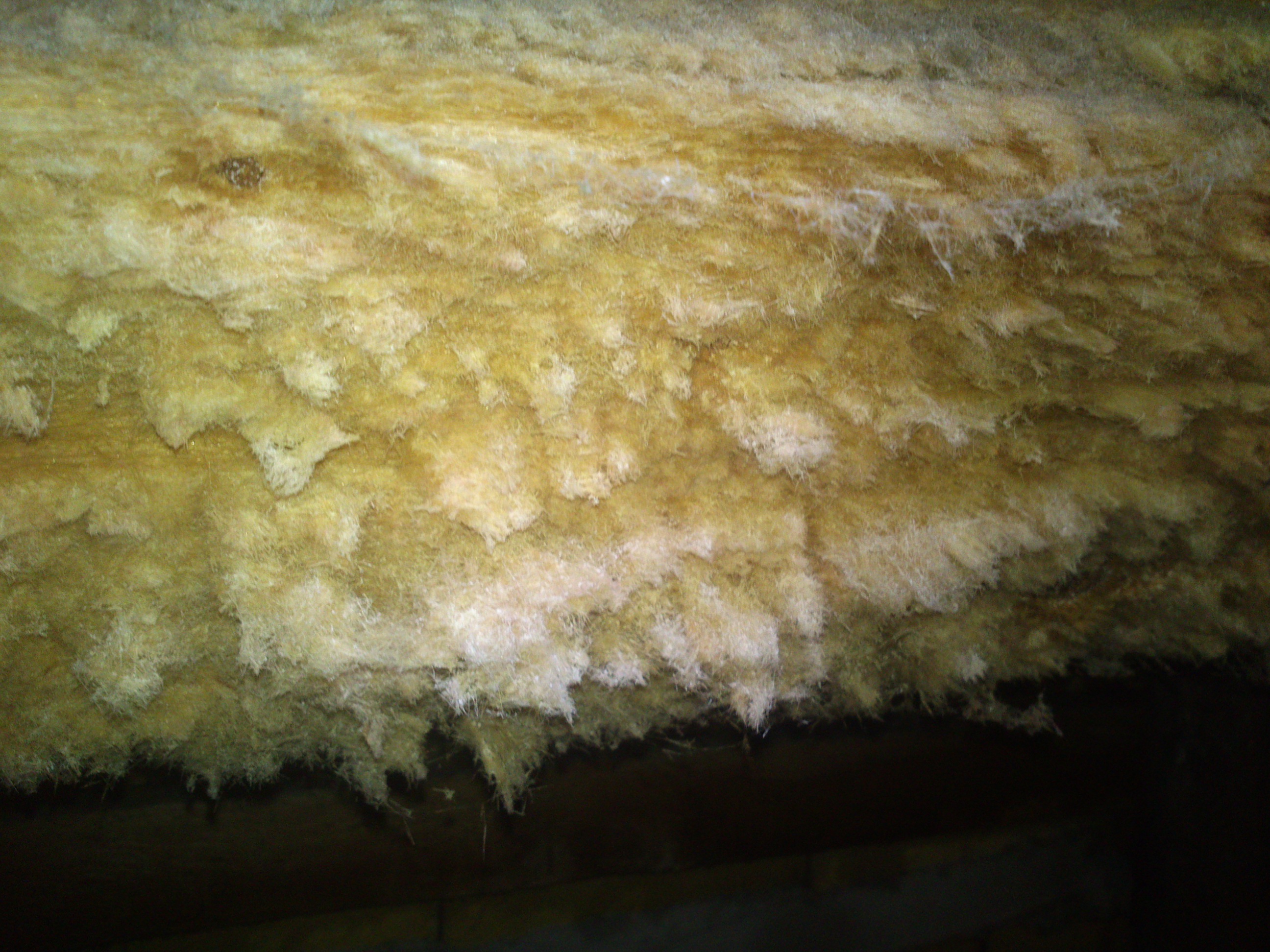 Holzschädling Dachbalken? (Holz, Schimmel)