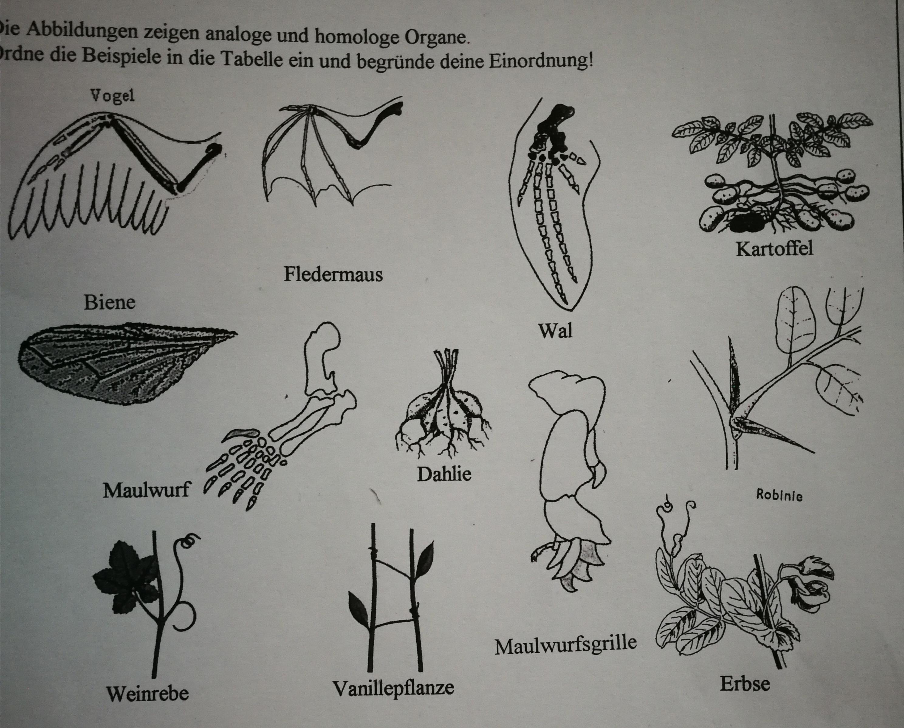 Homologe Und Analoge Organe? (Schule, Tiere, Biologie)