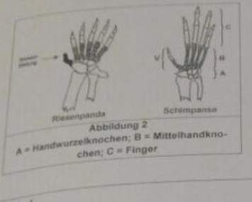 homologie, Analogie erkennen , Bio Schule? (Biologie, Evolution)