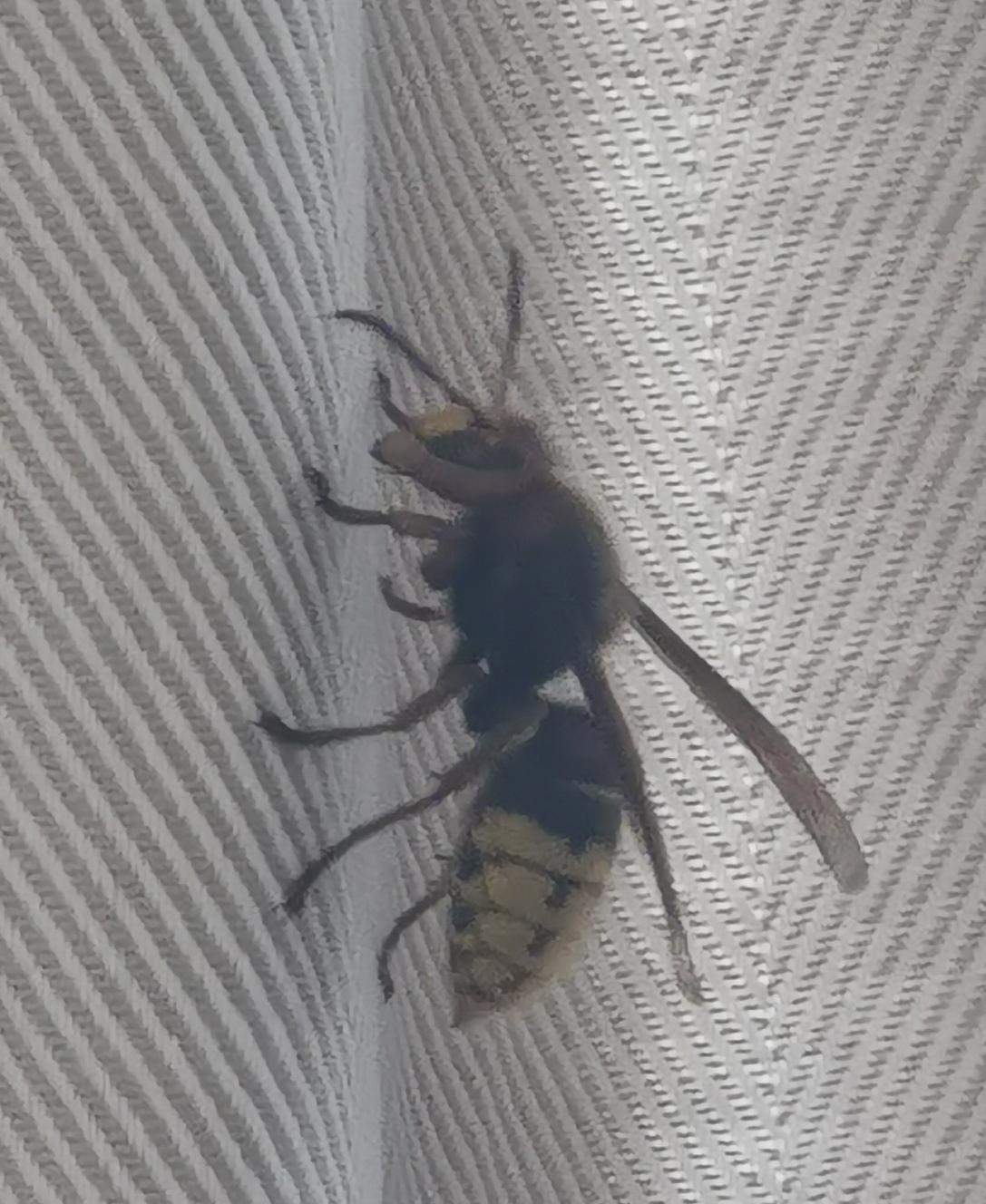 Hornisse In Der Wohnung