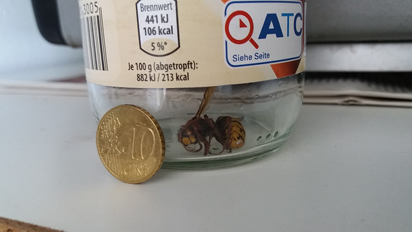 - (Insekten, Ruhrgebiet, Hornissen)