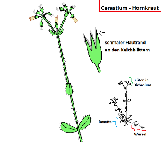 unbekanntes Cerastium - (Biologie, Garten, Pflanzen)