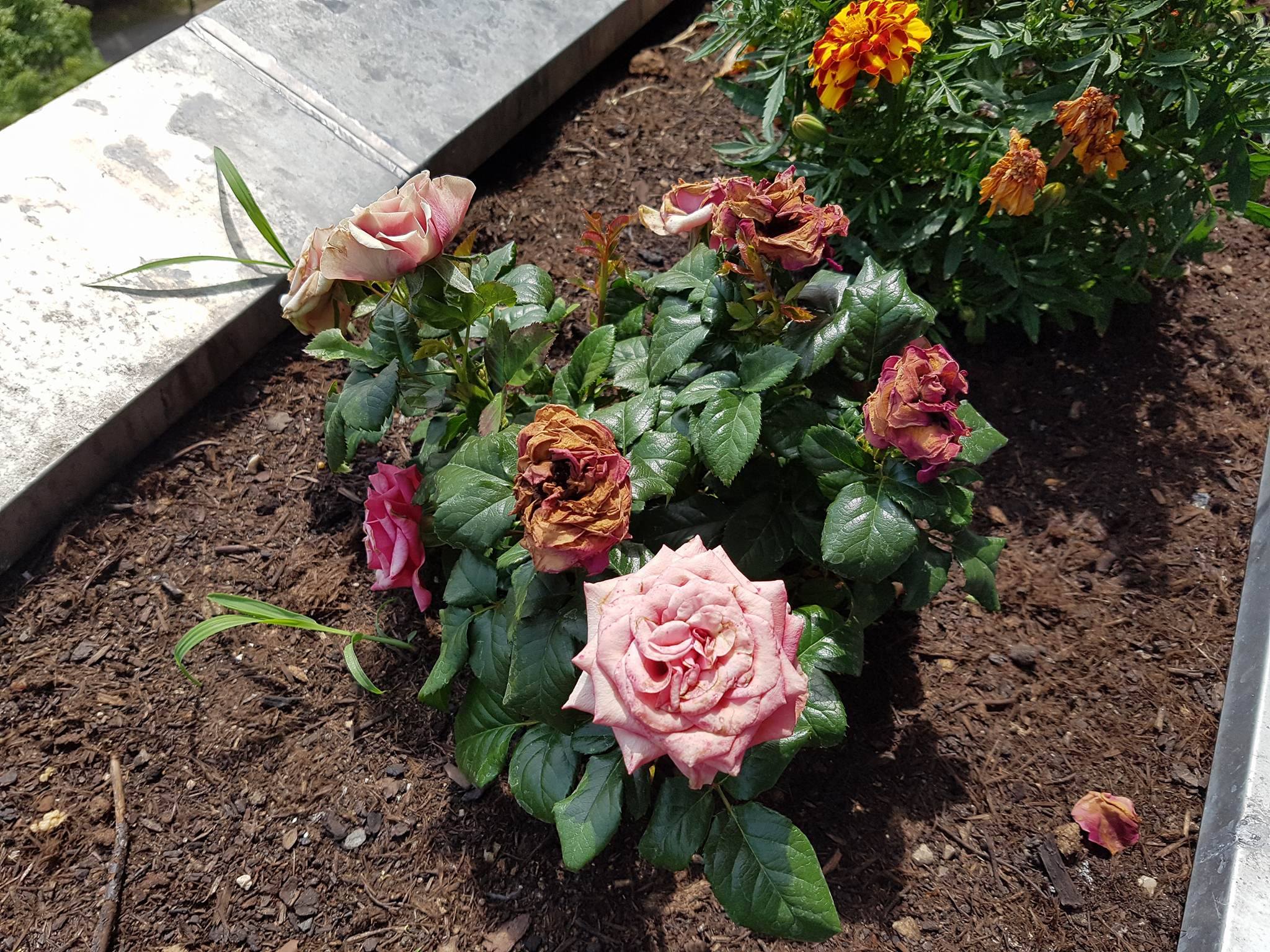 Hortensien Rosen Schone Balkonpflanzen Was Kann Ich Jetzt Daraus Machen Garten Pflege Blumen