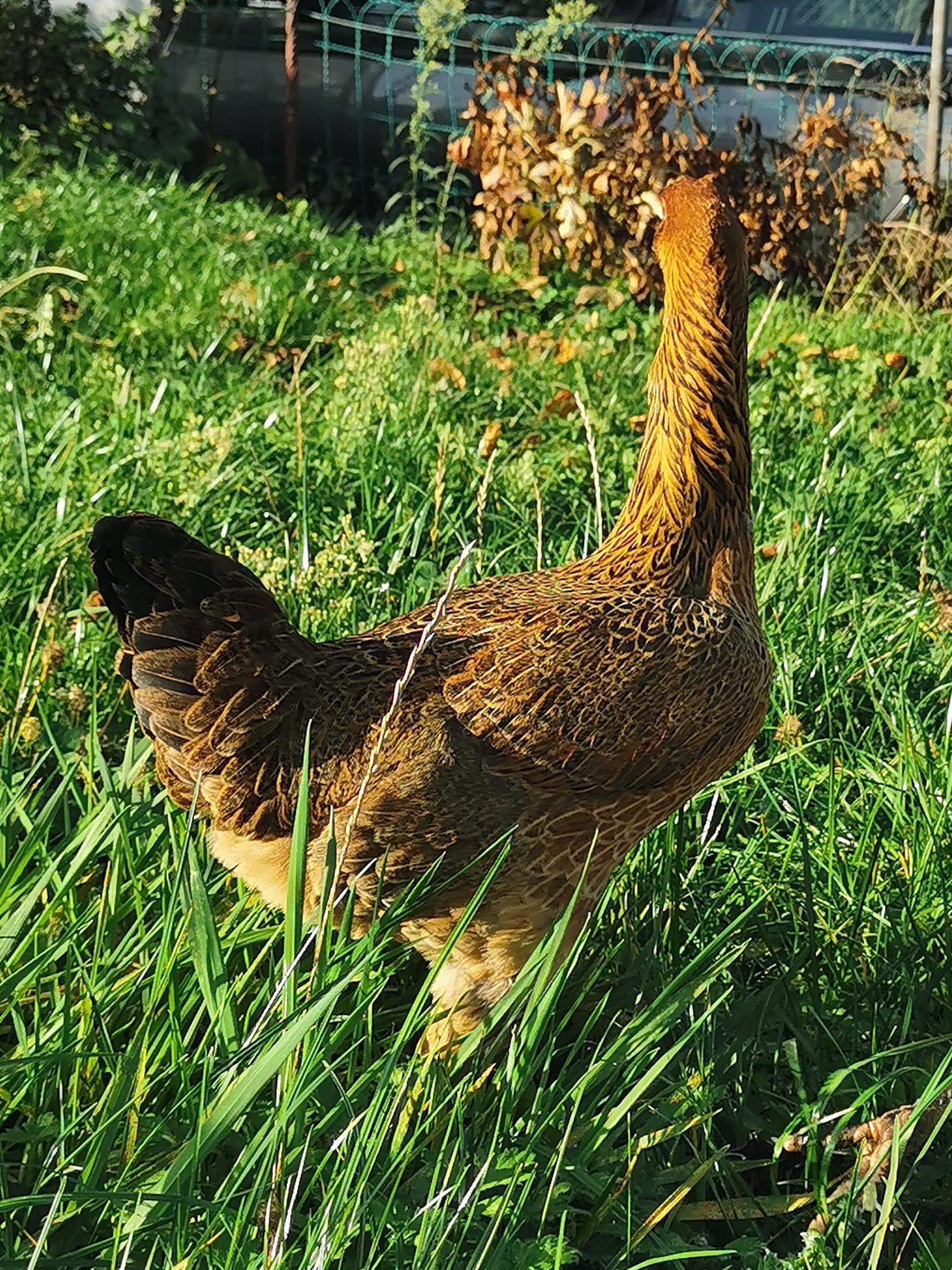 Hühnerrasse bestimmen? (Huhn)