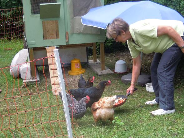 unser Hühnerstall im Sommer - (Tiere, Huhn)