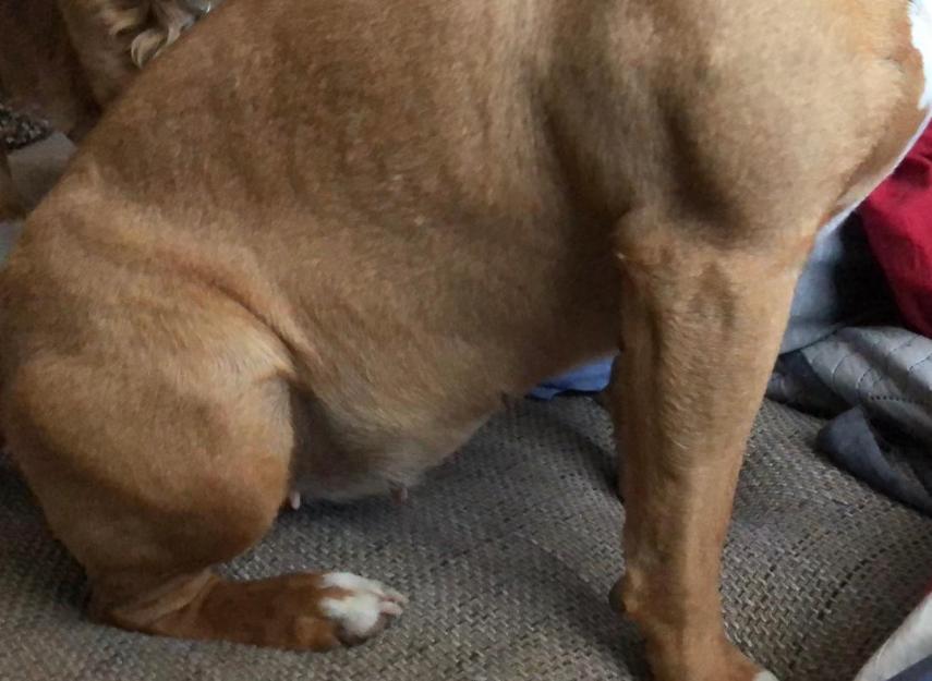 hundin 15 tage nach deckakt harten und dicken bauch hund trachtigkeit