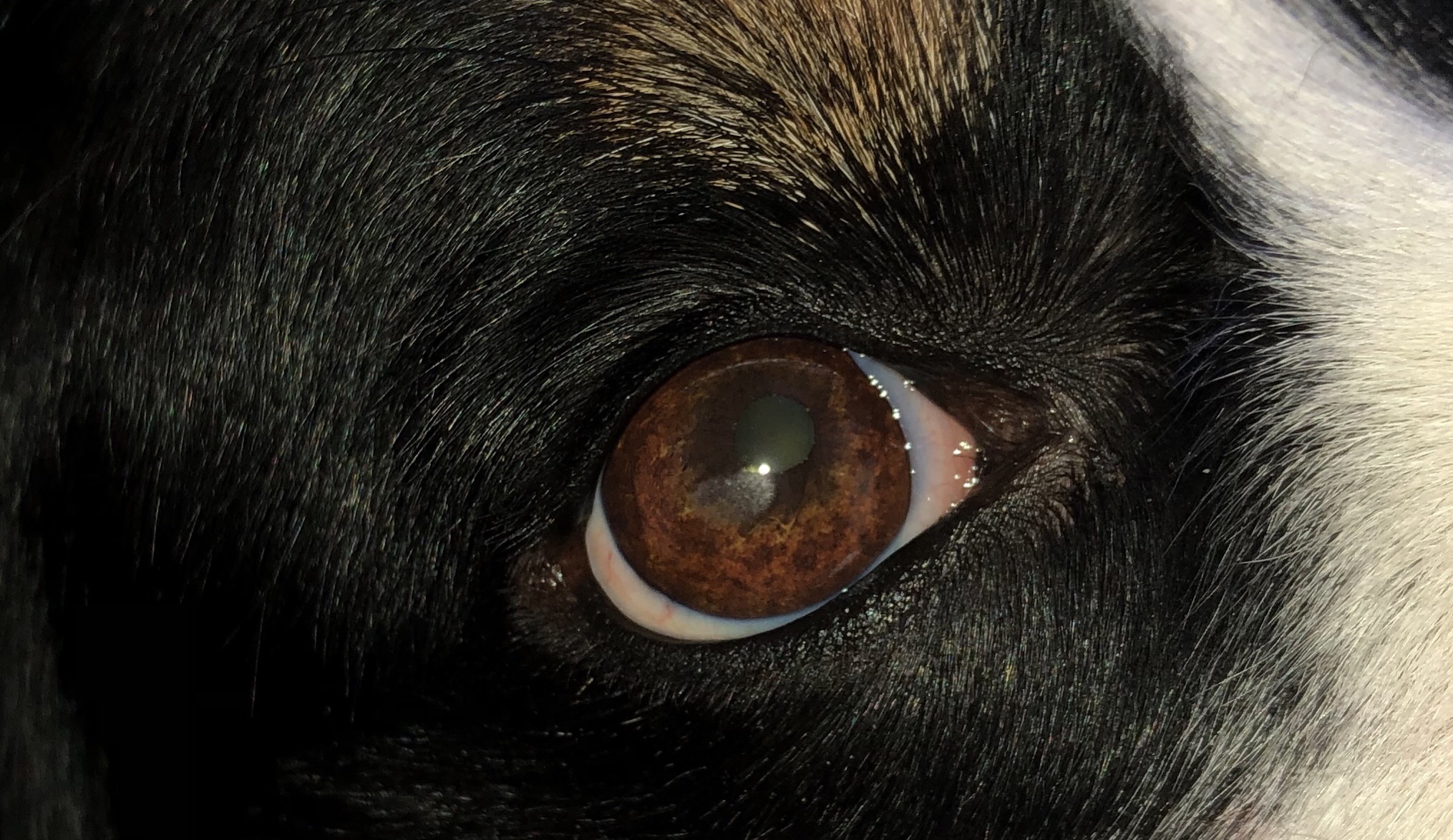 Hündin Auge Fleck. Hornhaut? (Krankheit, Hund, Augen)