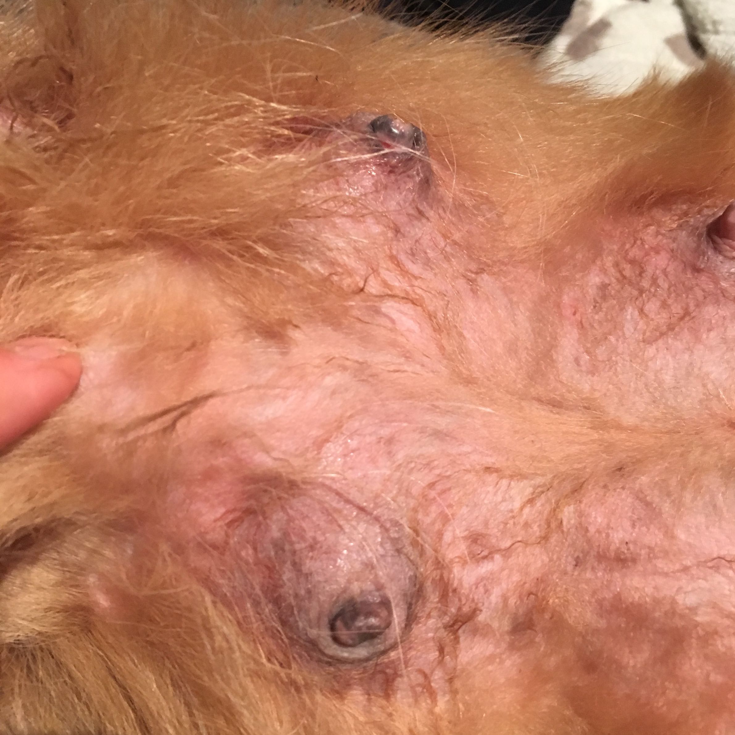 Hündin bekommt blaue zizen? (Hund, Welpen, Milch)