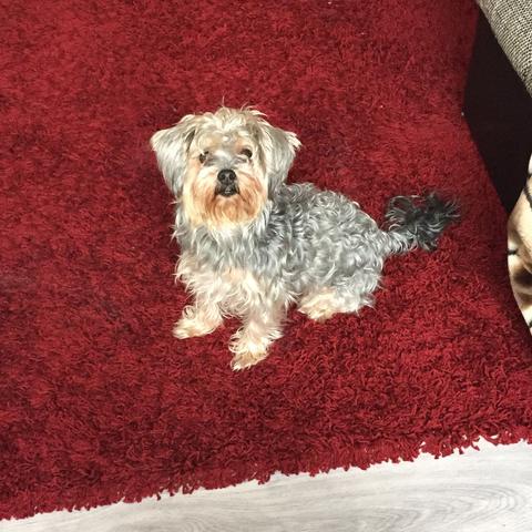 Amy (3 Jahre) - (Hund, Baby, Hündin)