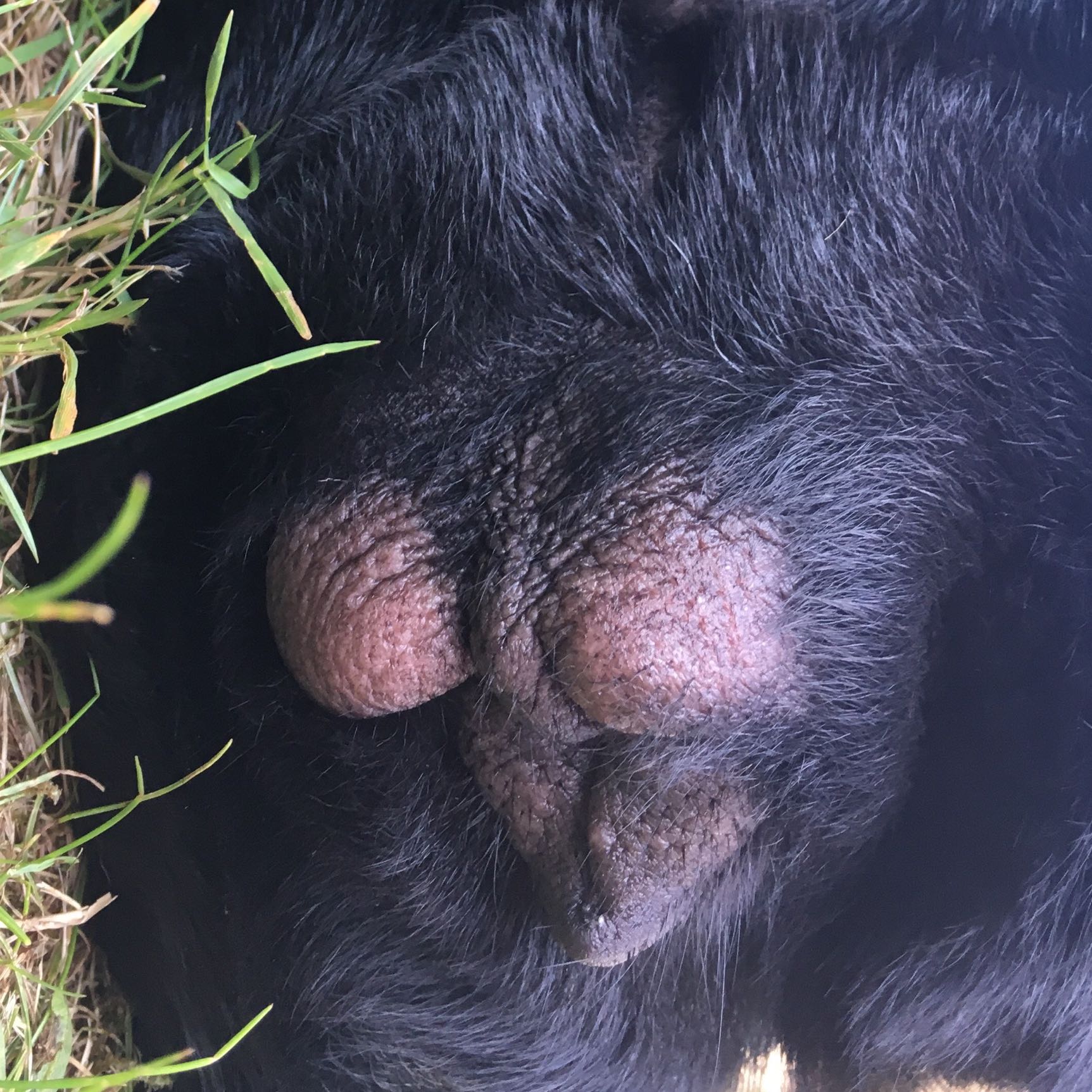 hundin hat beulen neben vagina beule vulva