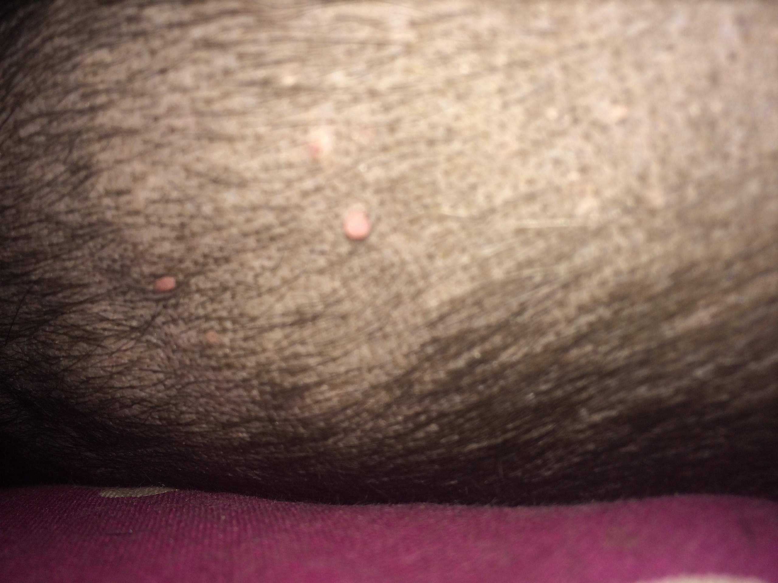 Hündin hat komische rote “pickel”? (Gesundheit und Medizin, Tiere, Hund)