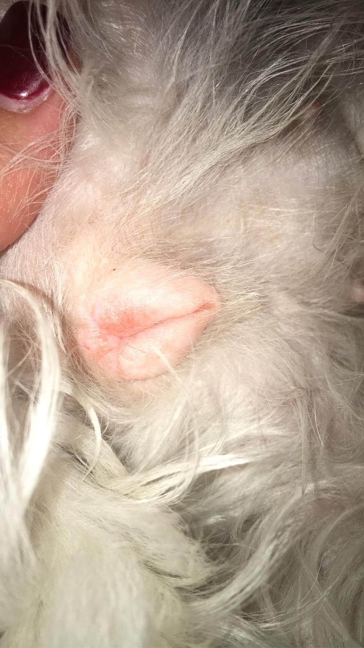 hundin scheide gerotet ursache