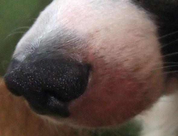 Schnauze 1 - (Hund, Hautprobleme, Hauterkrankung)