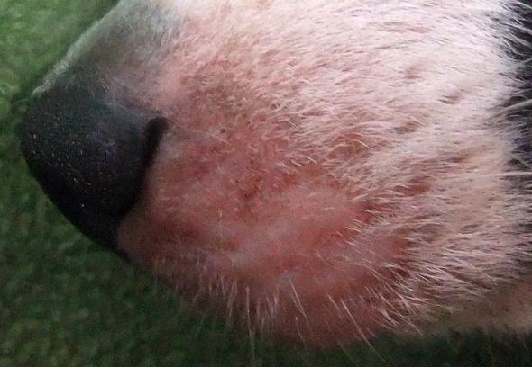Hündin Schnauze Fellausfall, Parasitten, Futtermittelallergie (Hund ...
