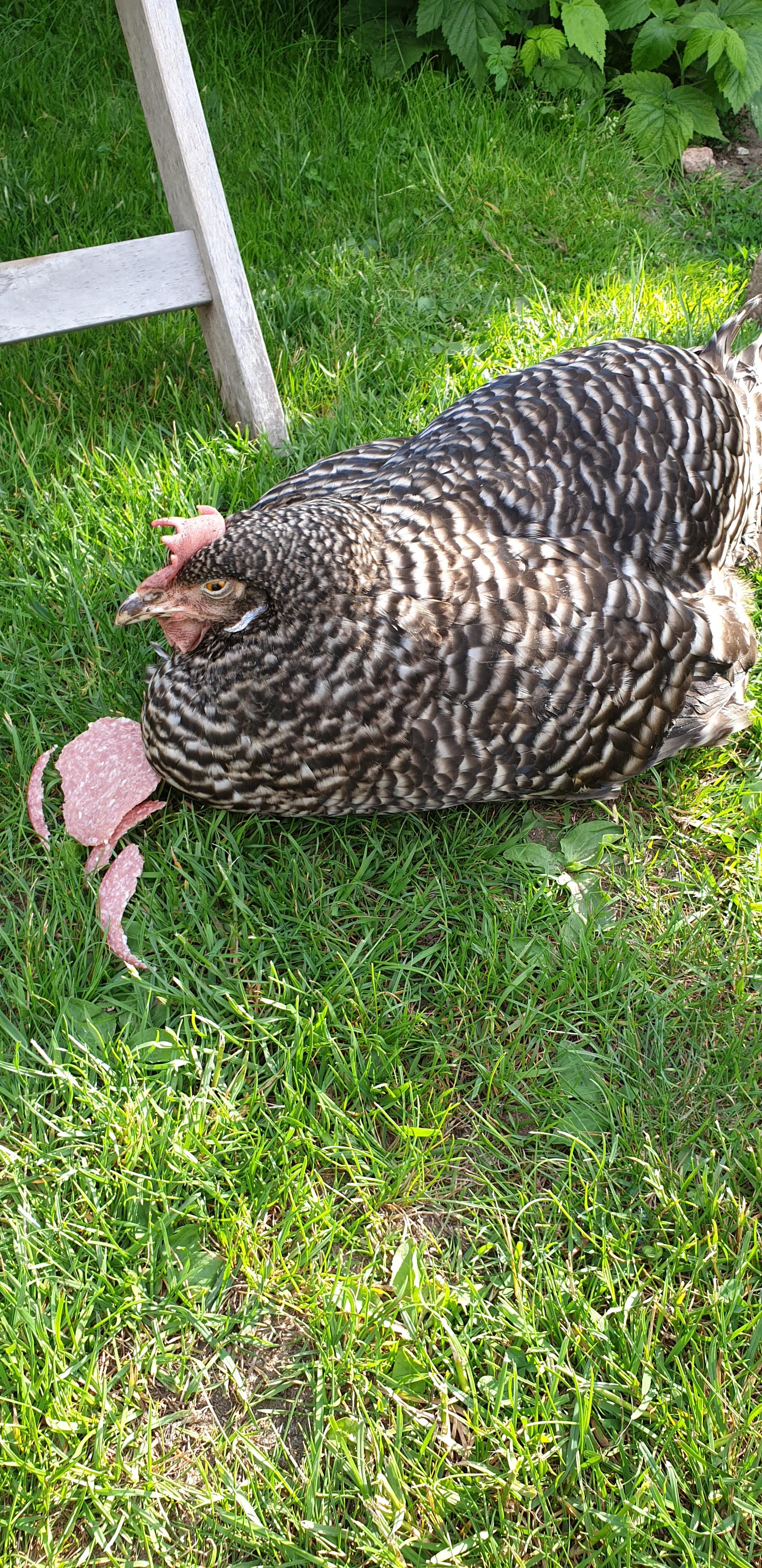 Huhn Ist Schwach Und Blass Und Bewegt Sich Nicht Tiere Biologie Eier