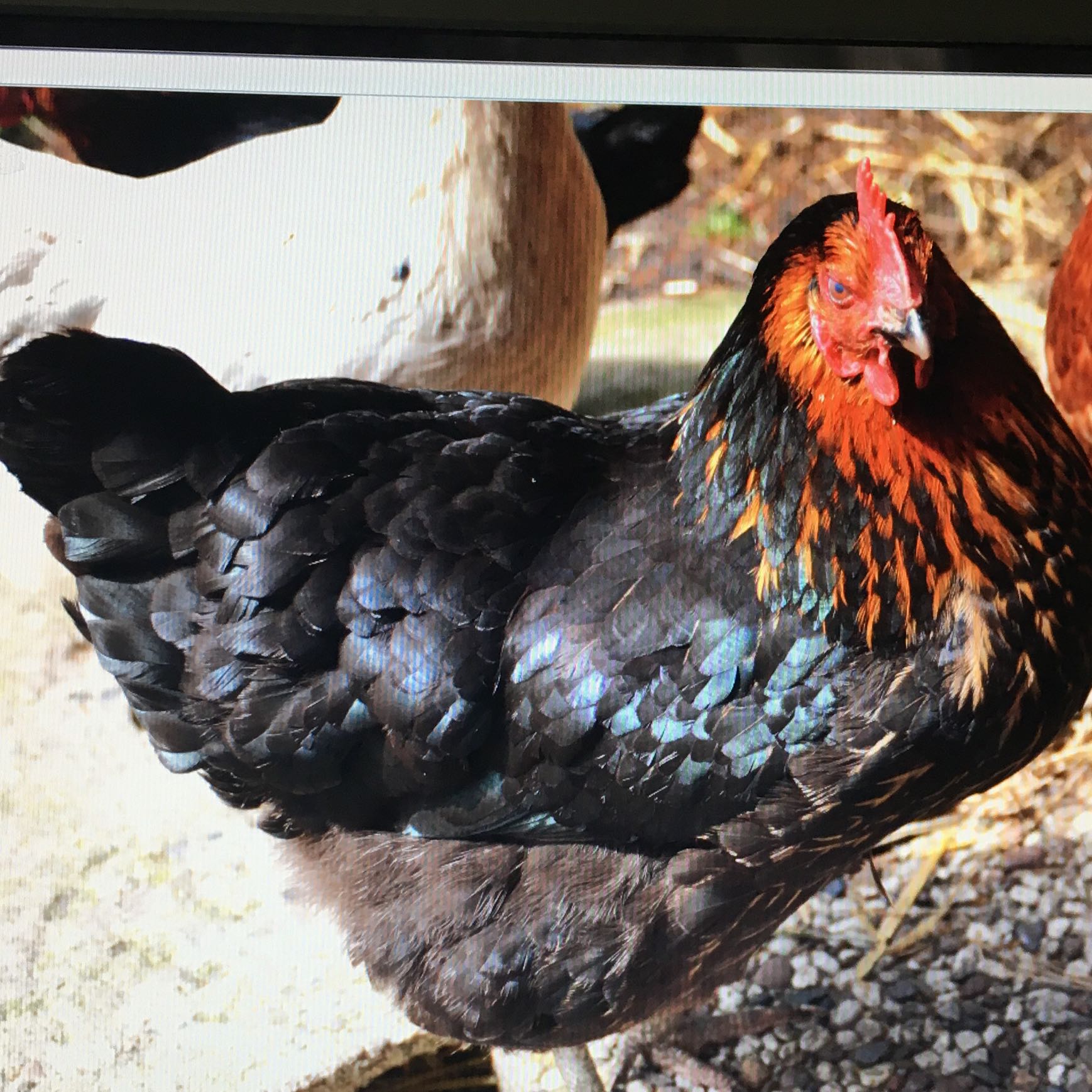 Huhn Pickt Federn Psychologie Tiere Frauen