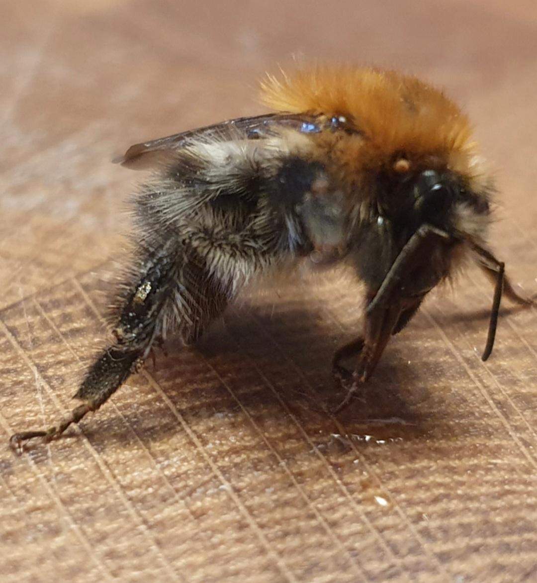 Hummel Im Winter Gefunden Was Tun