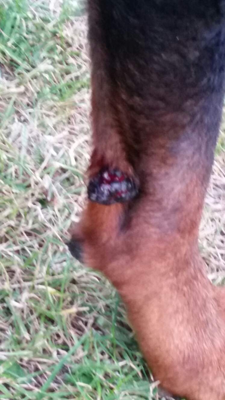 Hund Knubbel am Bein, was ist das?