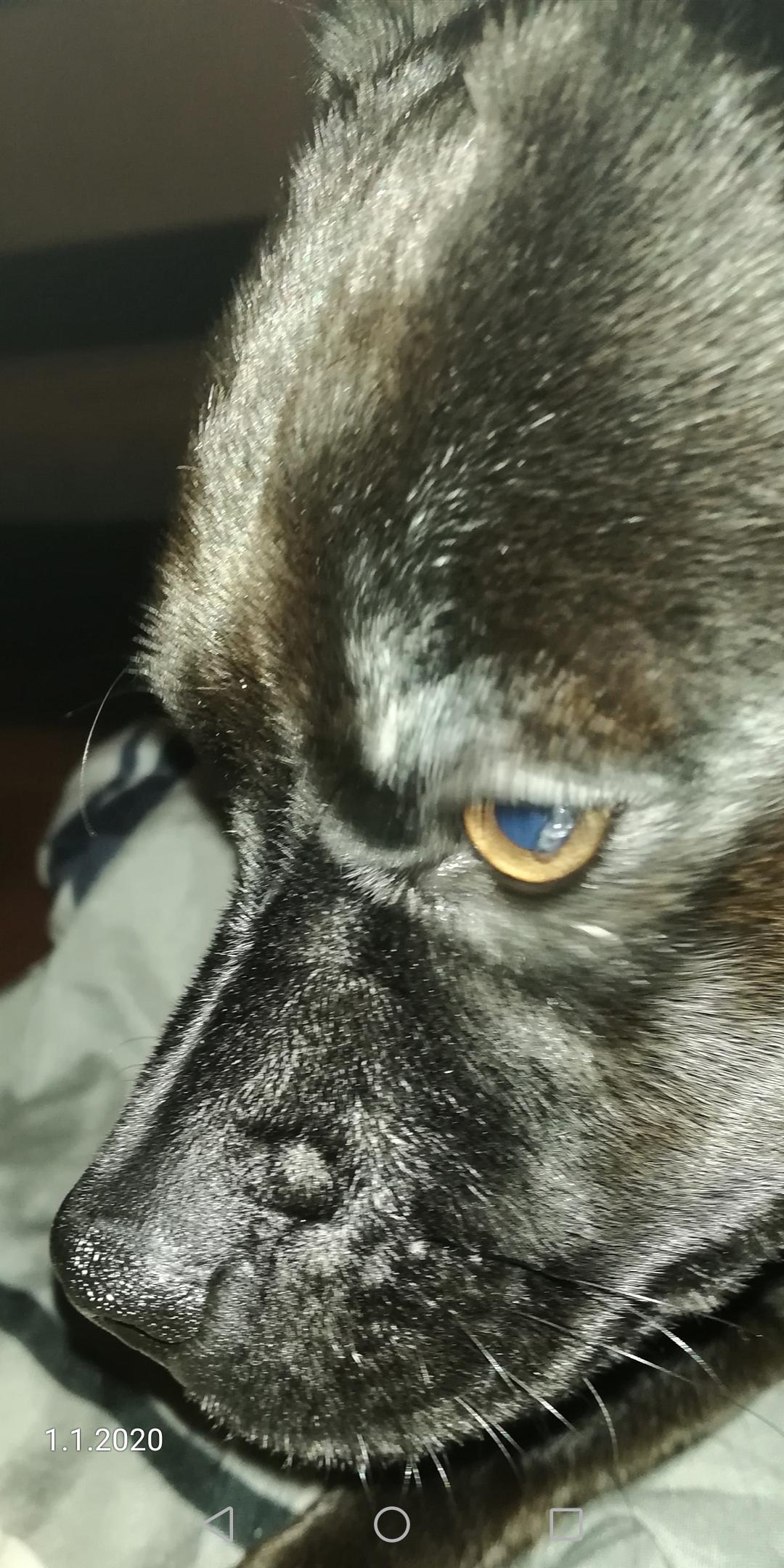 Hund Bindehautentzundung Hundekrankheiten Hund Bindehautentzundung Hundekrankheiten