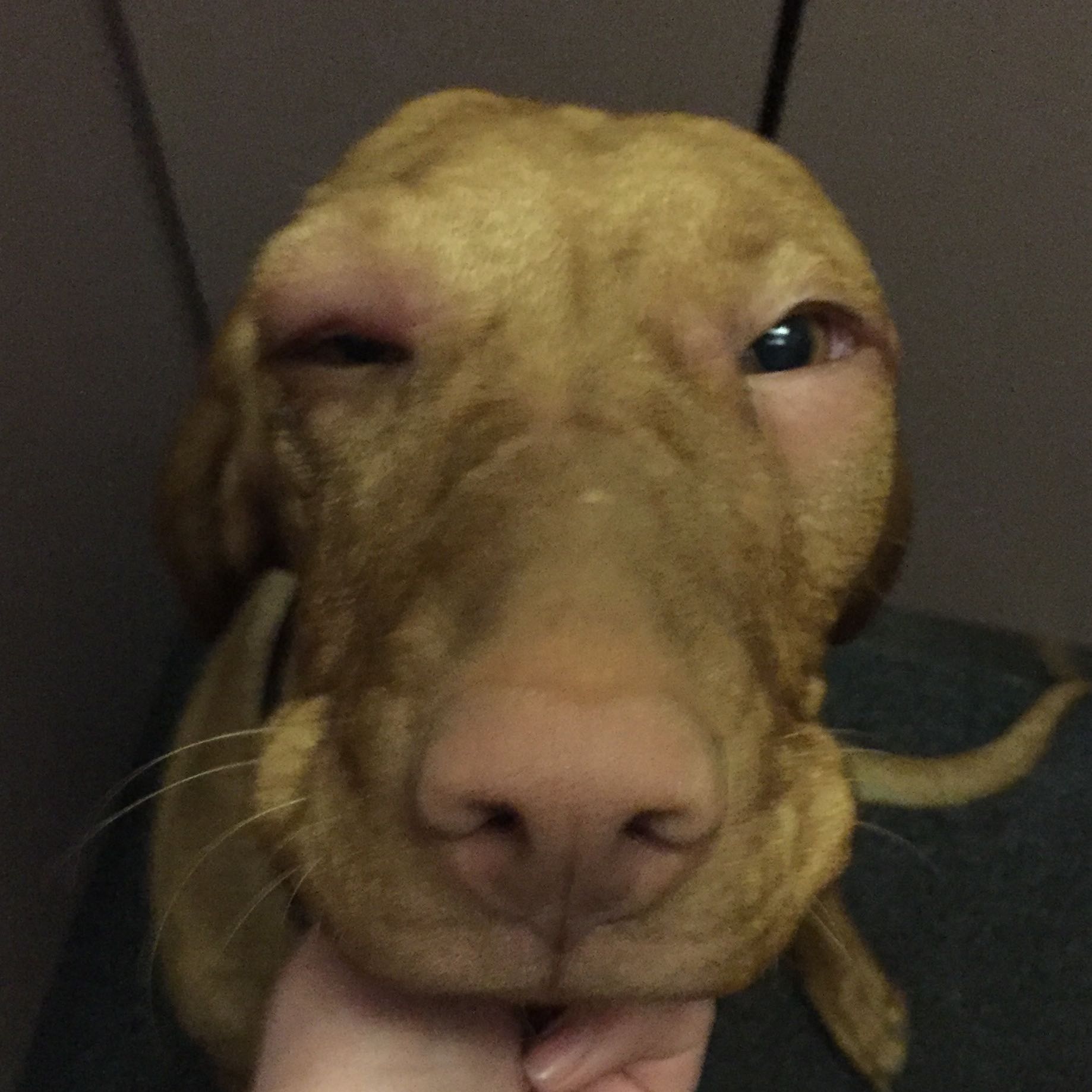 Hund allergie am Auge, Notfall? (Augen)