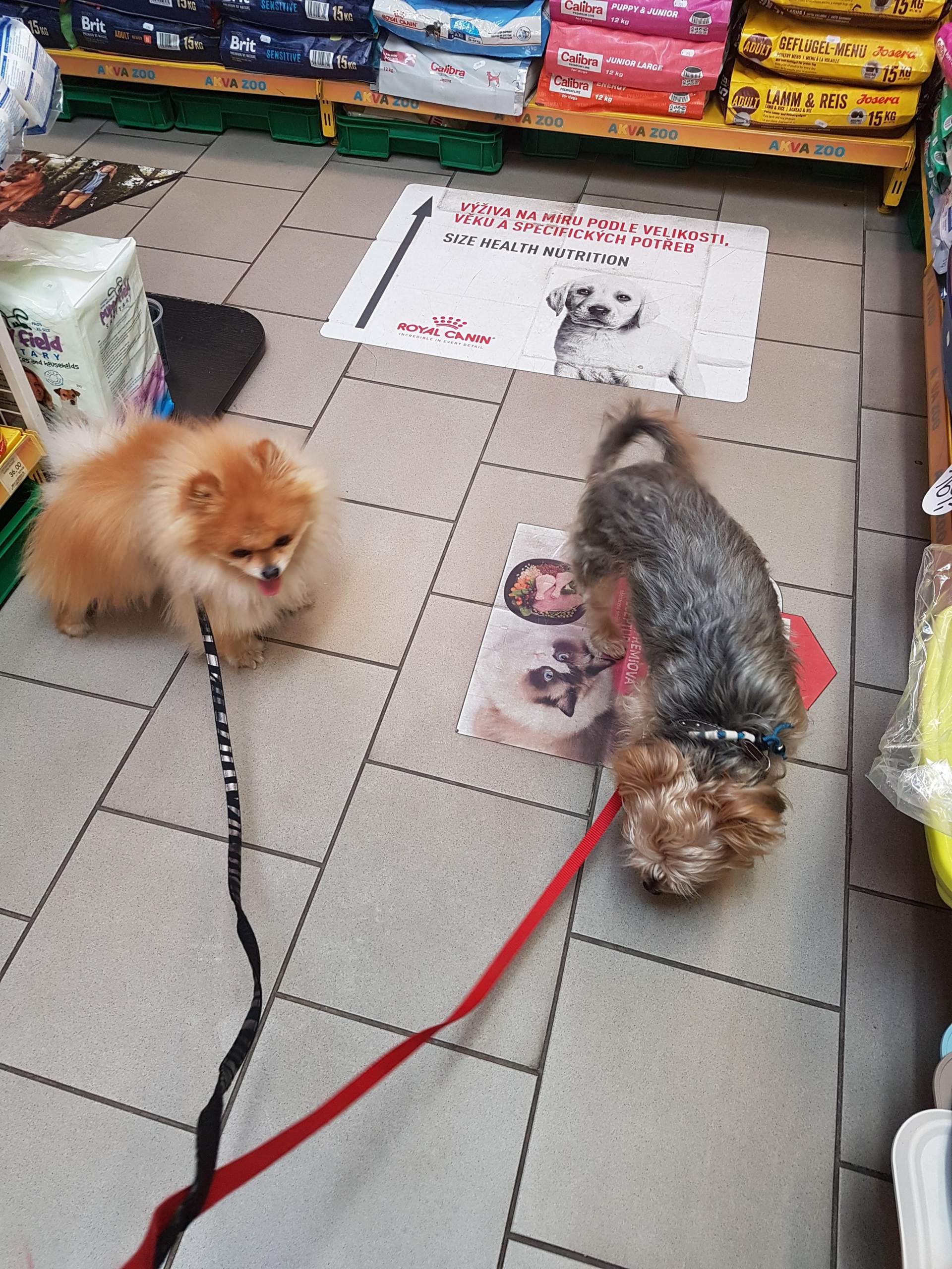 Hund Rammelt Mich Wenn Ich Meine Tage Habe Hund abgewöhnen zu rammeln? (Tiere, Erziehung)