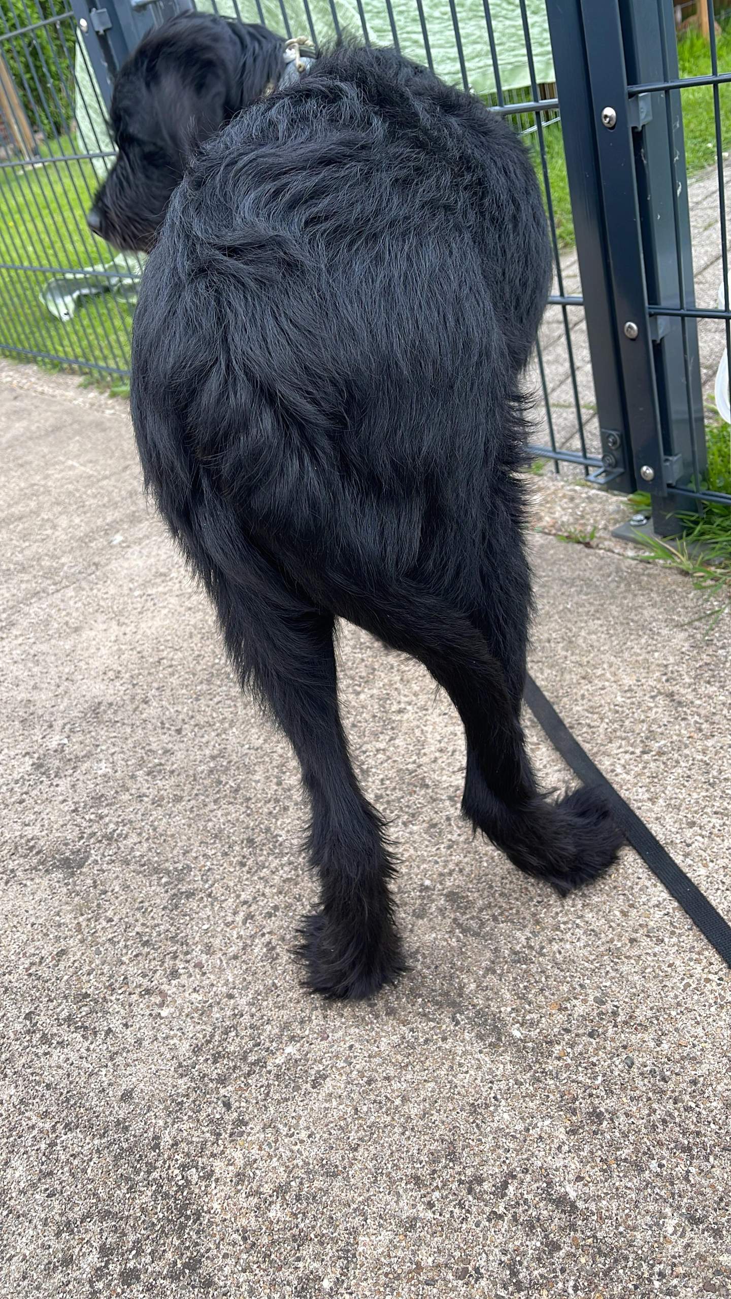 Hund auf den Rücken gefallen beim spielen? (Gesundheit und Medizin)