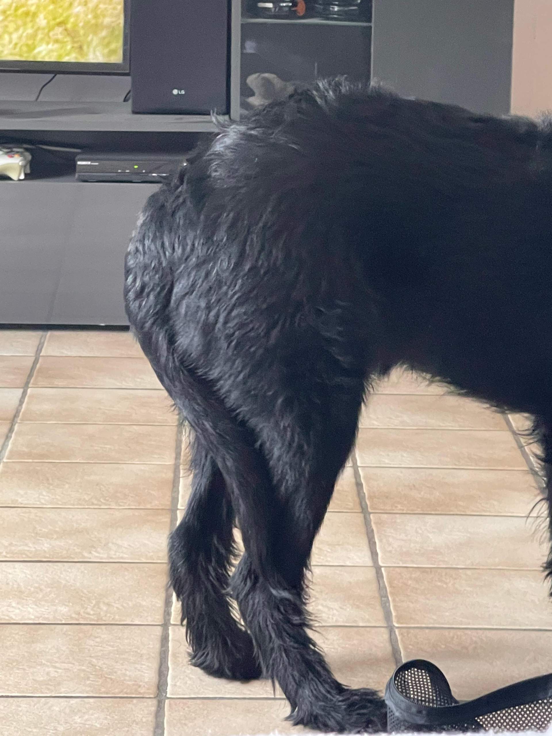 Hund auf den Rücken gefallen beim spielen? (Gesundheit und Medizin)