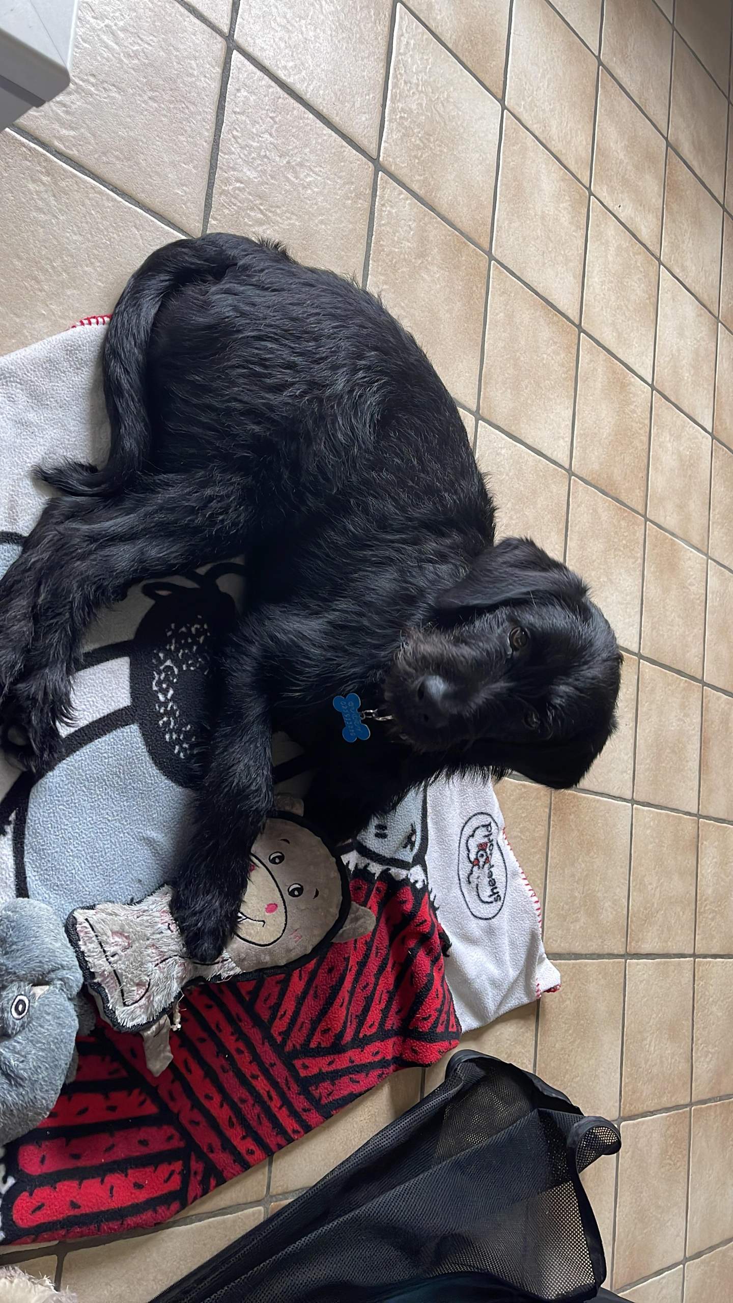 Hund auf den Rücken gefallen beim spielen? (Gesundheit und Medizin)