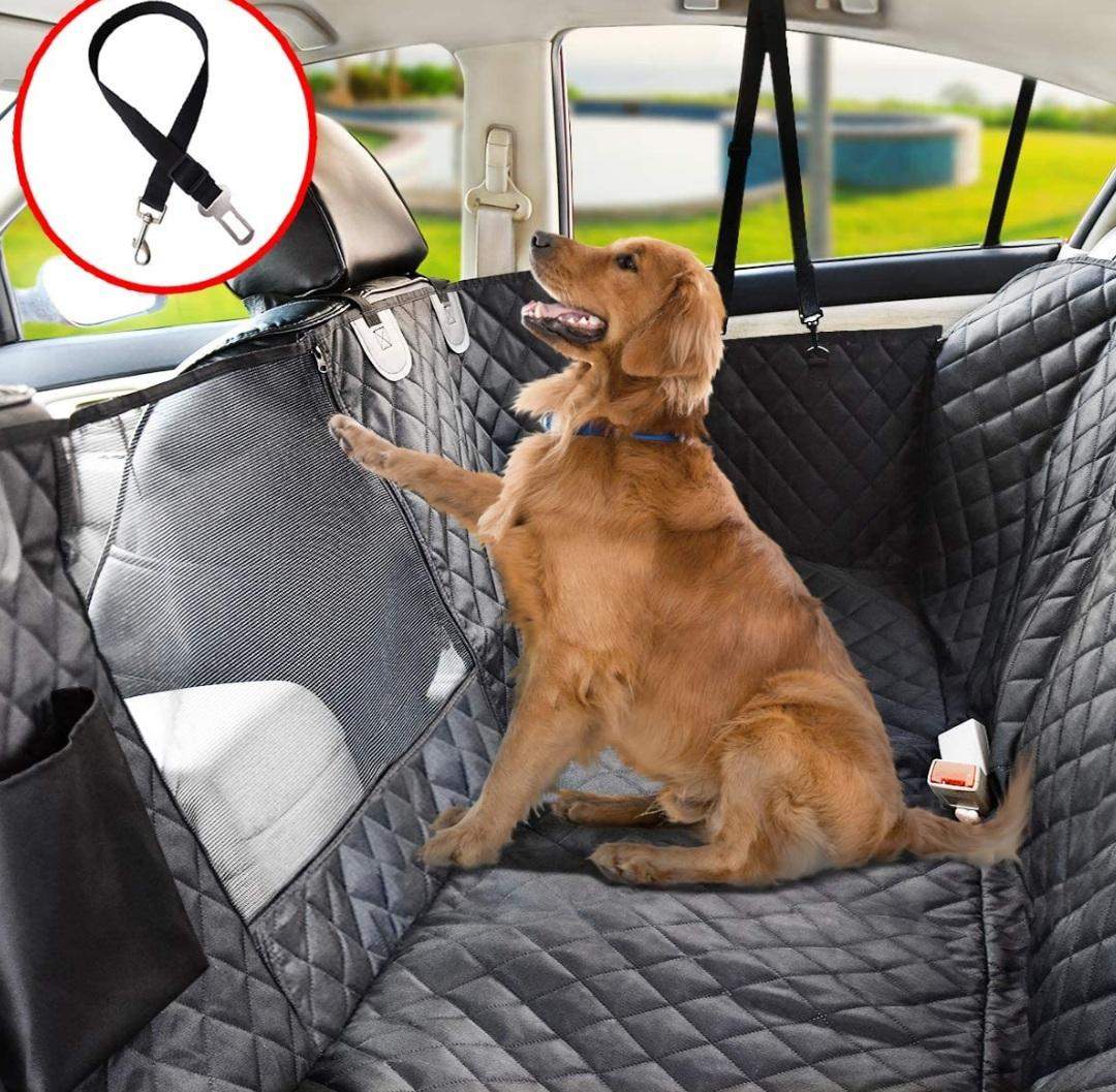 Hund auf der Rückbank transportieren erlaubt? (Auto und Motorrad)
