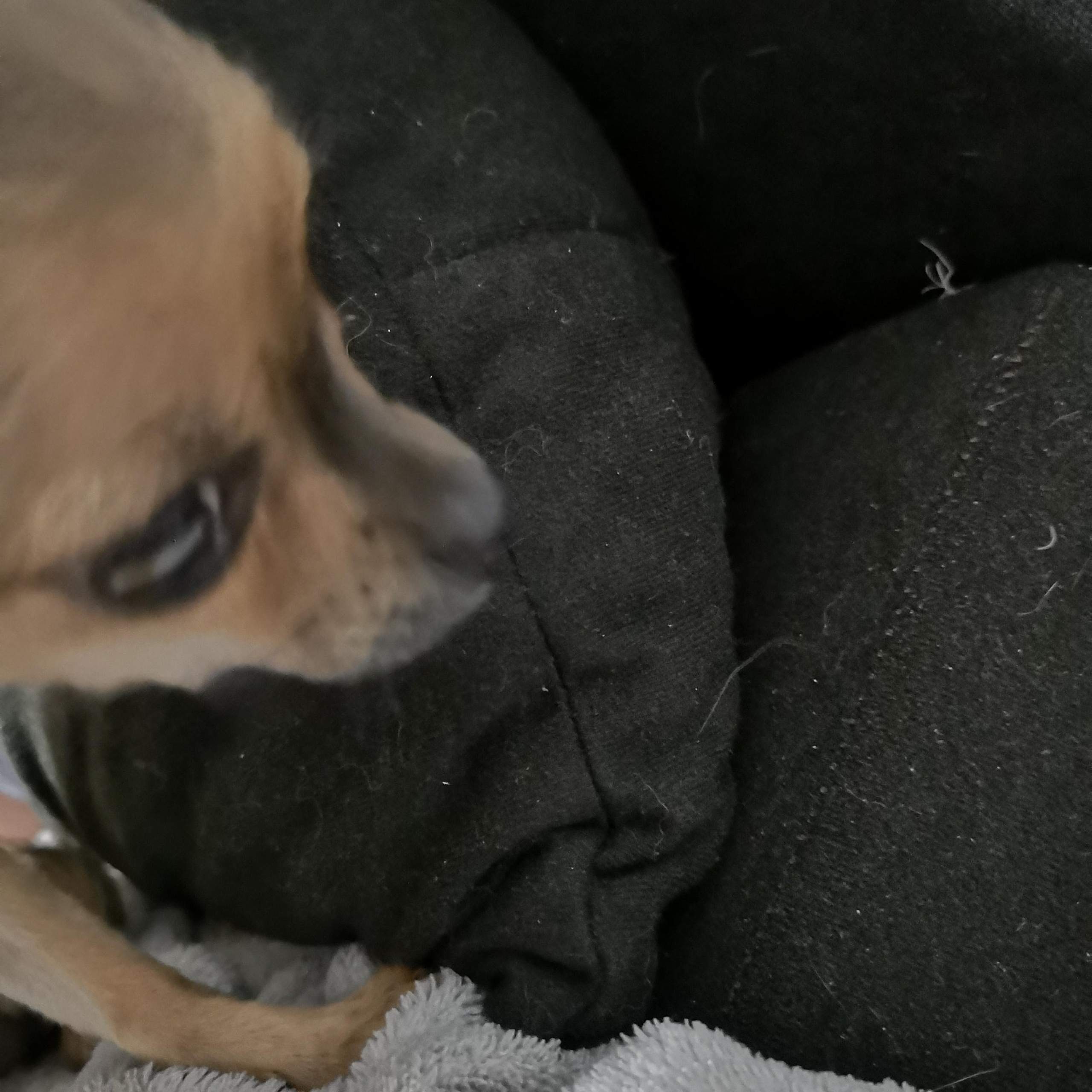 Hund Auge Weisser Schleier