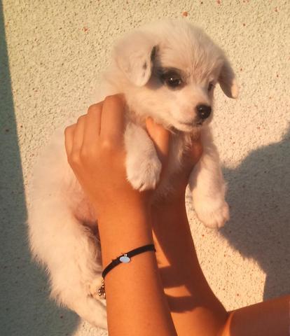 Hund Aus Der Turkei Nach Deutschland Gesetz Lander Eu