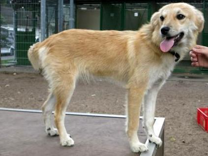 Cosmin - (Hund, Tierheim, Adoption)