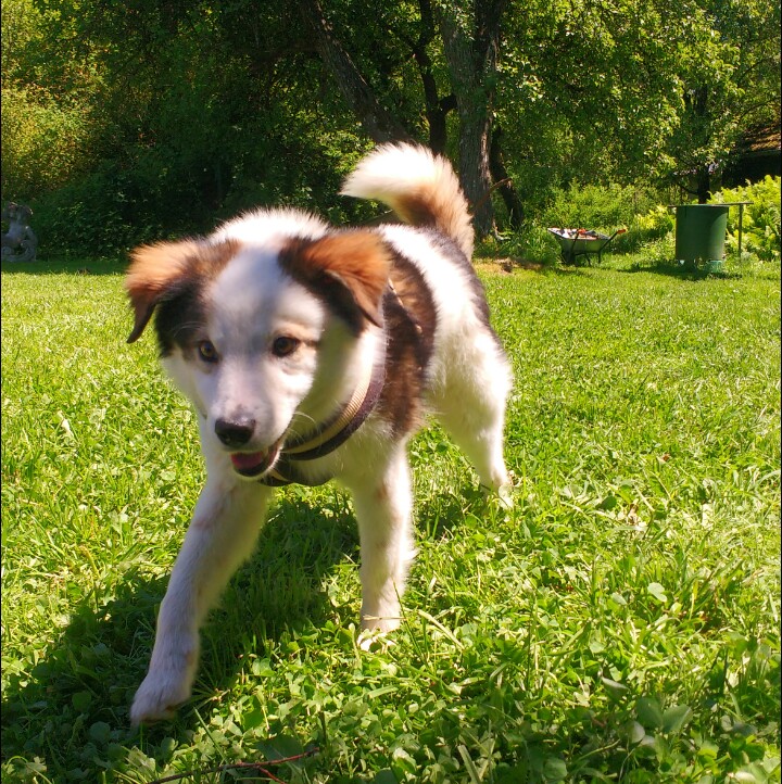 Hund aus Rumänien. Welche Hunderasse ist das?