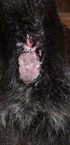hund ausschlag analdrusen tiere tierarzt notfall