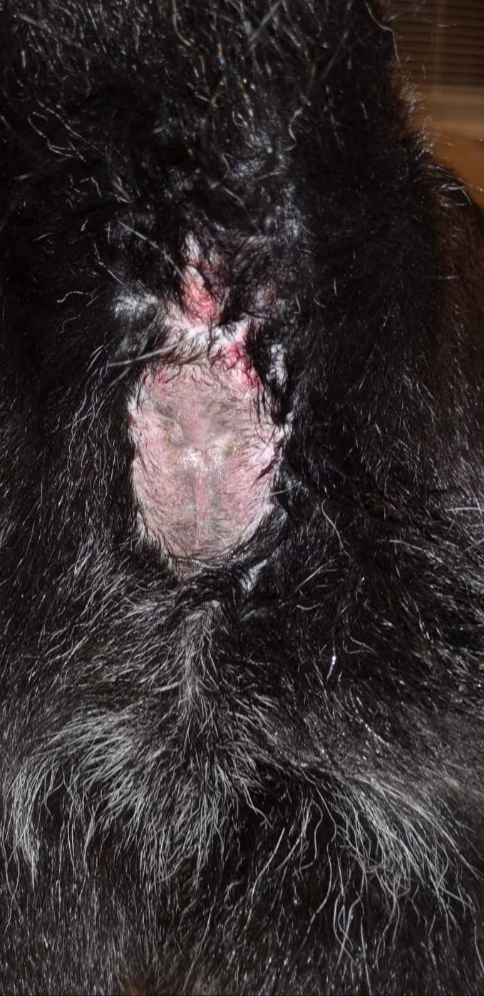 hund abgeben notfall