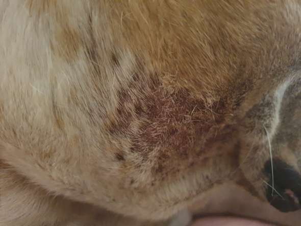 Hund Ausschlag und haarausfall?