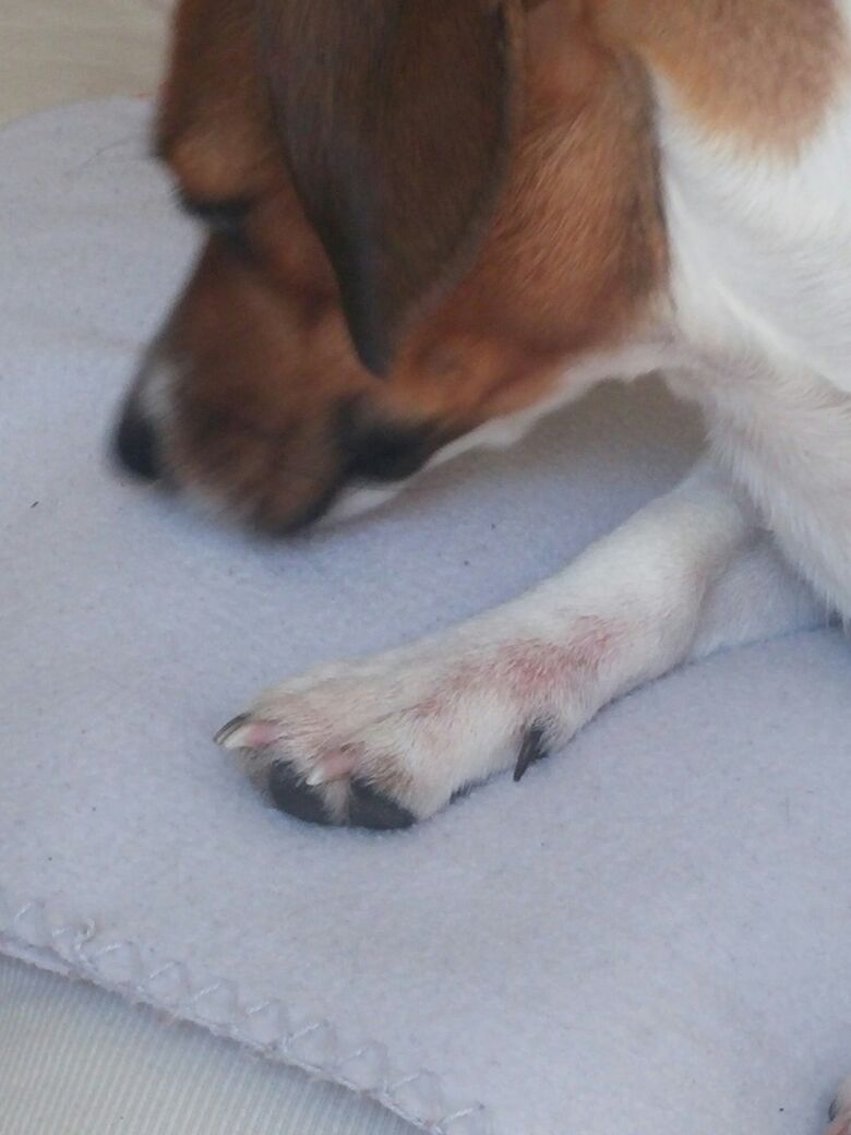Hund beißt sich die Pfoten wund (Wunde, beissen, Mischling)