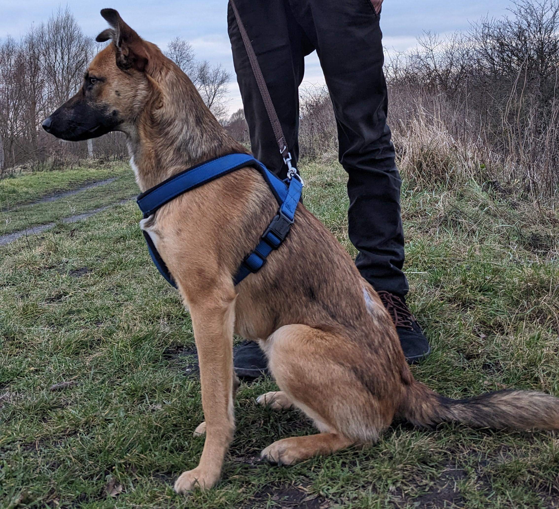 Hund Bellt Bei Jedem Geräusch Im Treppenhaus Hund bellt bei Menschen im Treppenhaus? (Hundeerziehung, Hundehaltung