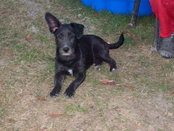 Das ist der Hund um den es geht - (Hund, Menschen, Erziehung)