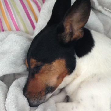 Hund bellt zieht und hört nicht mehr (Erziehung, Jack Hund bellt zieht und hört nicht mehr (Erziehung, Jack