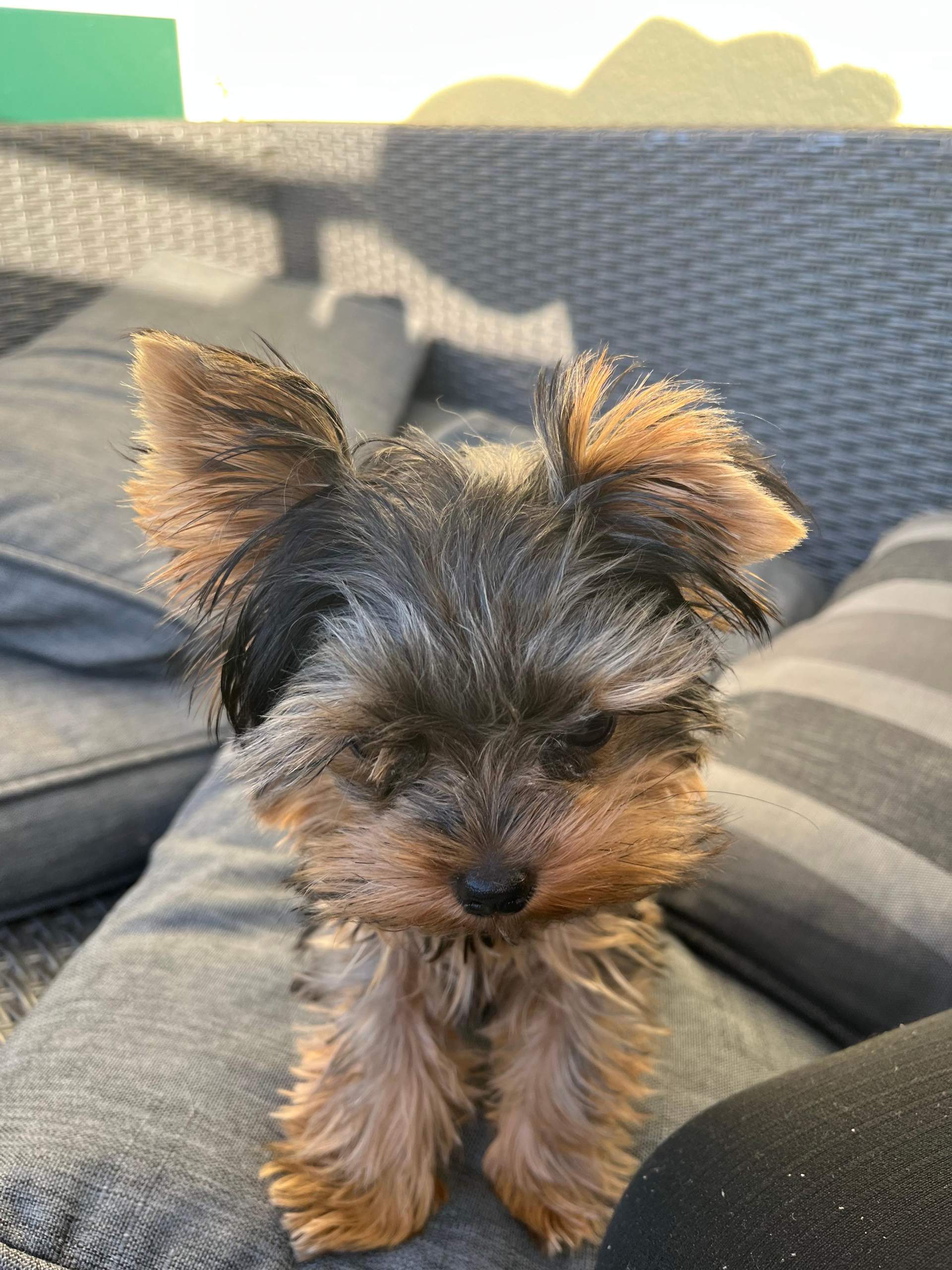 Hund ein Ohr hängt und eins steht?