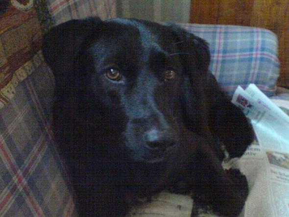 - (Hund, hund entlaufen, Prignitz)