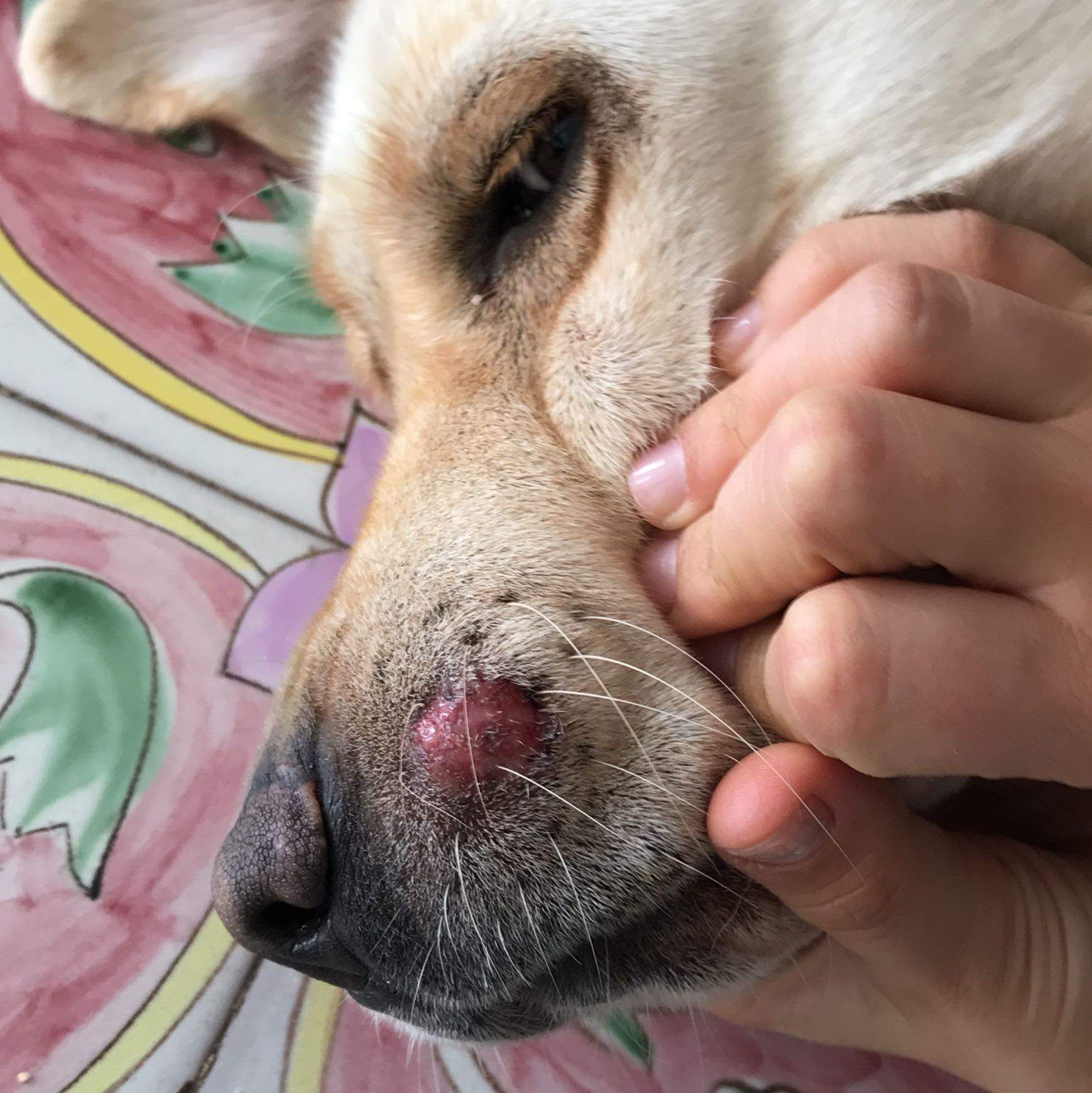 Hund Entzündung an der Schnauze - was kann das sein? (Verletzung, Tierarzt)