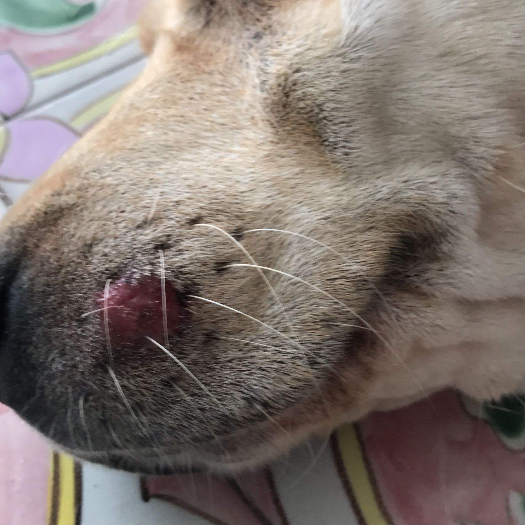 Hund Entzündung an der Schnauze was kann das sein? (Verletzung, Tierarzt)